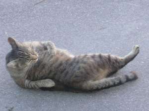 Grosses bild anzeigen 20070706 053.jpg